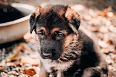 可爱的纯种狗，高级德国牧羊犬的犬舍。可爱的黑色和红色德国牧羊犬小狗坐在黄色的秋天树叶的背景。