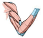 Draw accurate bones and muscle | Creative Bloq