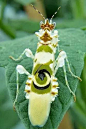 如此妖艳的螳螂你见过吗？ : 我们都见过螳螂，我们心目中的大概样貌是绿色，标志性“大刀”上有一排坚硬的锯齿，三角小头，但身子长又大。 （图片来自网络） 对，就是这样的螳螂。 但今天要给大家介绍的三位螳螂和上面那位可不一样，它们号称...