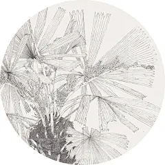 【苏门画苑】中央美术学院苏百钧工作室 师生线描写生精品集(三)_cm : 陈聪景《白描写生系列之三》90cm×180cm 2008 姜丽莉《荷花线描之二》90cm×67cm 2019 夏岛《白描写生系列之二》55cm×89cm 2019 黄碧海《白…