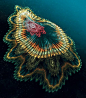 Spanish Dancer | Under The Sea O○º