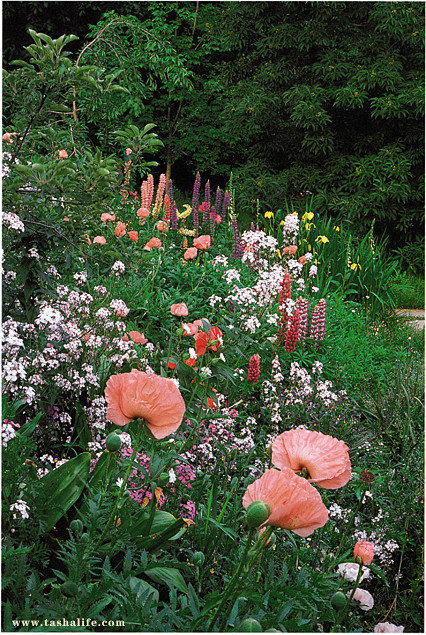 塔莎奶奶的花园
