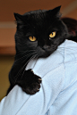Because I have a black cat too and his name is Pau. : A Pau lo encontró mi madre hace ya once años, sólo tenía dos meses y estaba en la calle, en un estado lamentable. Tras muchas luchas y cuidados, aquí se puede ver lo precioso que está y lo precioso que