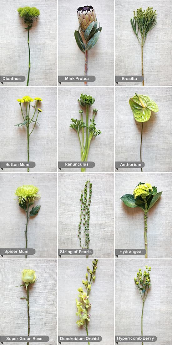 flower guide.