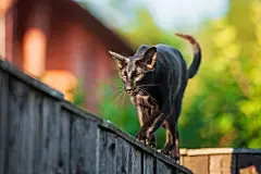 点击来源直接获取大图文件 |Black oriental cat walking on the fence