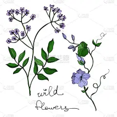 病媒野花植物科植物花。 黑白版画水墨艺术. 孤立的花卉插画元素.