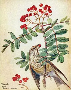 英国插画师Edith Holden作品欣赏