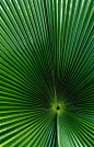 green fan palm leaf
