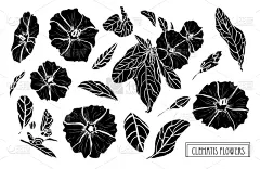动物手,请柬,铁线莲,事件,周年纪念,植物群,绘制,插花,问候,排列