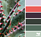 aloe spectrum