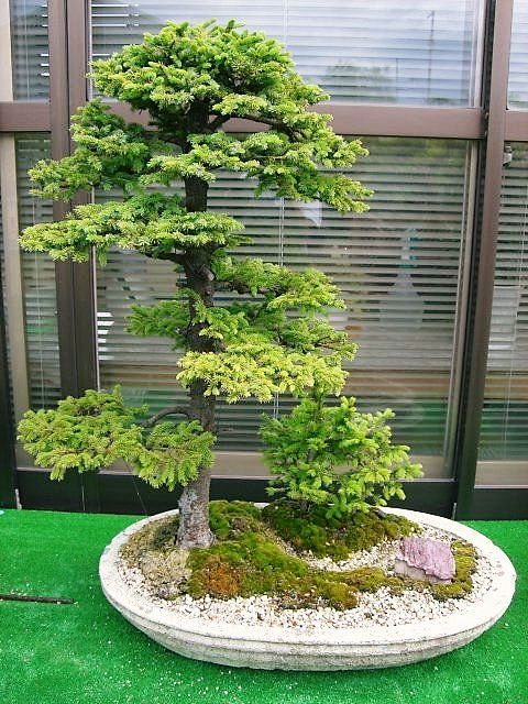 蝦夷松 Bonsai…