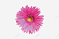花卉高清素材 高清 页面网页 平面电商 创意素材 png素材