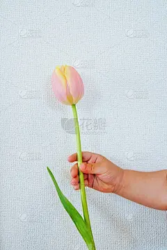 一个婴儿送给我的一朵郁金香