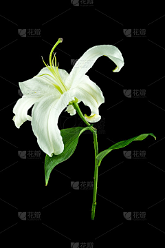 问琴WQ的素材库采集到问琴WQ的花卉素材