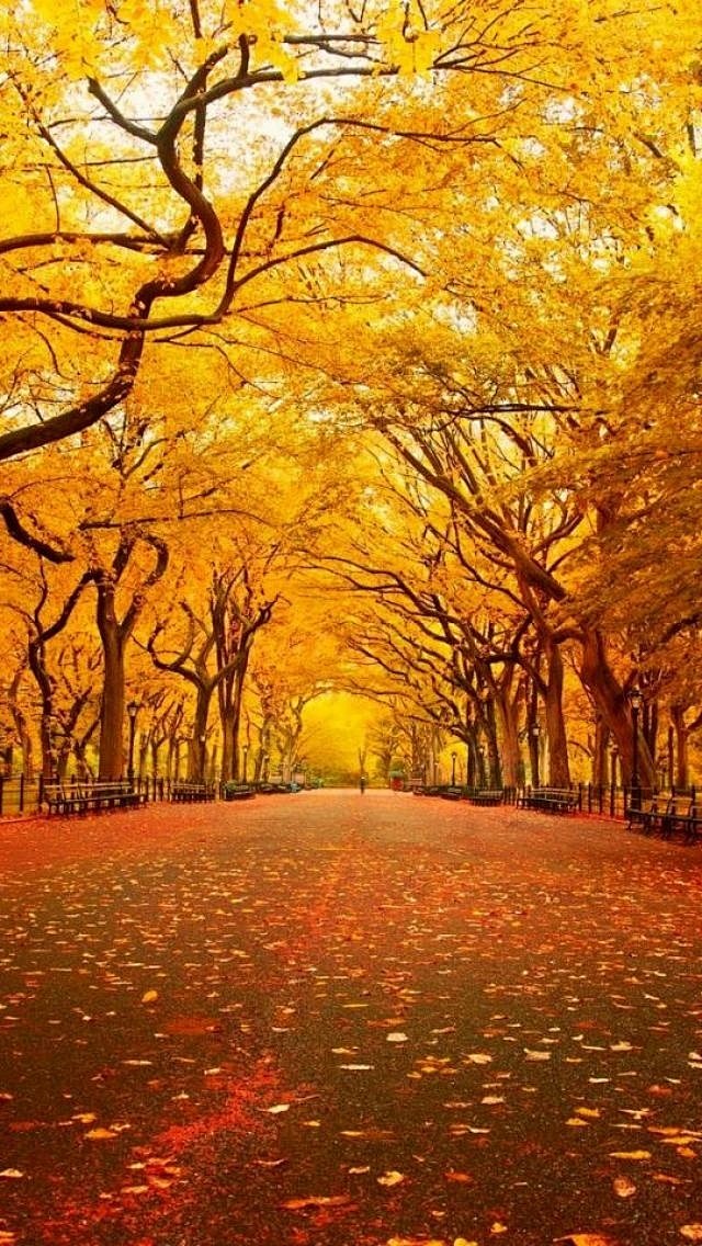 中央公园，纽约，秋季