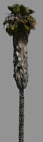 plant041.jpg
