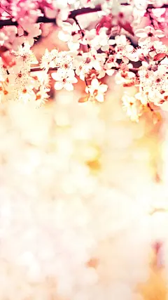 小清新樱花手机壁纸