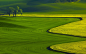 field_line_colors_shades_green_differences_bends_tree_lonely_48453_2560x1600.jpg (2560×1600)