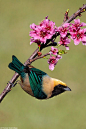 Burnished-buff Tanager (Tangara cayana)