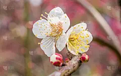 春花系列:梅花春花