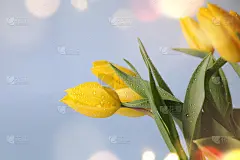 春天的背景。母亲节贺卡，3月8日，生日，教师节