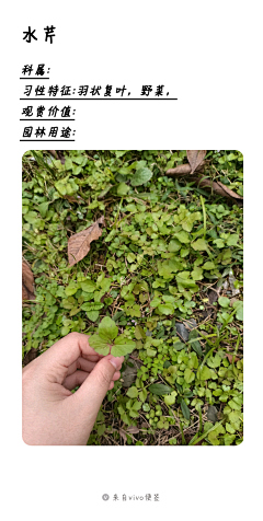 任我行%采集到植物