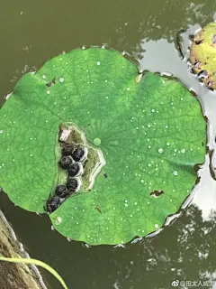 博物男神！这一串无法形容是什么
我和同学研究了半天也不知道@博物杂志  
（照片拍的真好，送给博物男神当壁纸） ​​​​