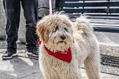 可爱的拉布拉多犬向你问好