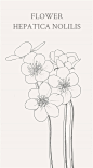 在寒冷冬季，生长着一种白色小花叫雪割草(Hepatica nobilis)。冬雪春融之时即是凋谢之日。它为自己而顽强生长,虽然是一簇一簇的，但每一枝都以个体在与严寒对抗。在日本，雪割草是与樱花齐名的，日本更是不允许出口雪割草。所以除了日本外其它国家很稀有。花语：耐心。