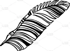 芭蕉叶线条艺术，手绘草图，矢量插图