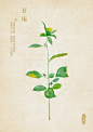 中草药绘本-苍术