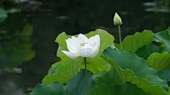 电脑壁纸