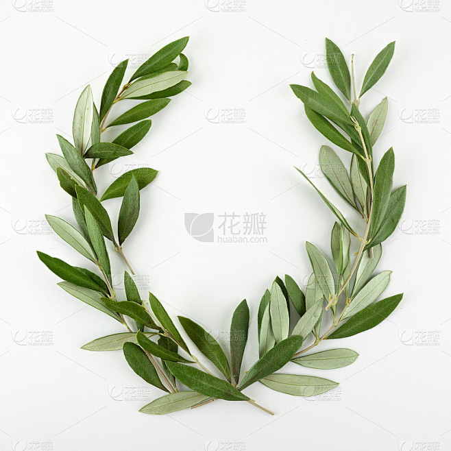 白色背景上的绿色橄榄花环。俯视图