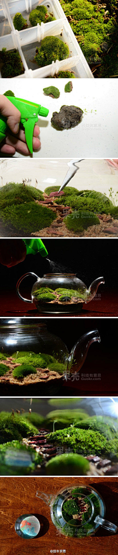 美宝栗采集到植物