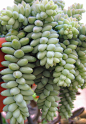 Cascading succulent (by *Feather*)