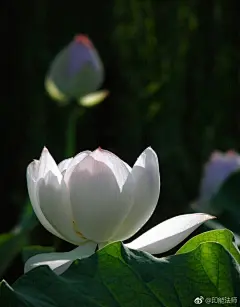 百味人生，总有残缺的存在。知足常乐，才能自在逍遥。为人，永远不要疑惑自己的人生，切莫攀比他人的幸福，抱怨自己如何的不如意。@微博佛学 @凤凰网华人佛教 #印能法师大悲咒# ​​​​