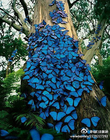 满树的蓝蝶