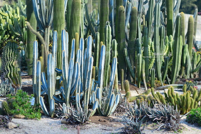 中国最大的露天沙漠植物基地-厦门植物园沙...