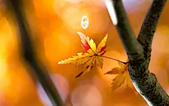 二十四节气之秋分桌面壁纸 1920x1200