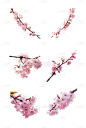 植物通用实景粉色樱花花枝元素素材