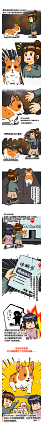 1-柯基丢丢救助行动