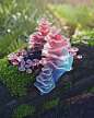 Why can’t all fungi be this beautiful?! (Barbie pagoda fungus) - 9GAG