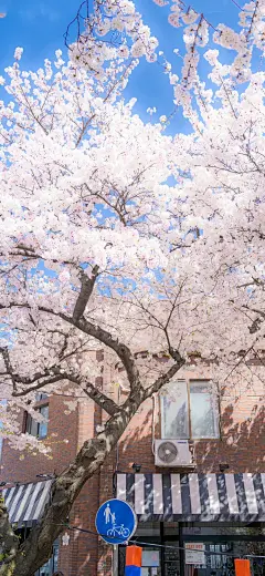 手机壁纸｜樱花海绝美吖_4_土豆丝儿_来自小红书网页版