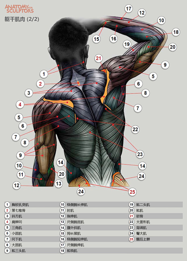 【教程】人体肌肉结构_看图_原画吧_百度...