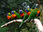  虹彩吸蜜鹦鹉，学名：Trichoglossus haematodus，又称彩虹鹦鹉、五彩绯胸鹦鹉，英文名：Rainbow Lorikeets。分布在印度尼西亚、东帝汶和澳大利亚东部、北部等地。