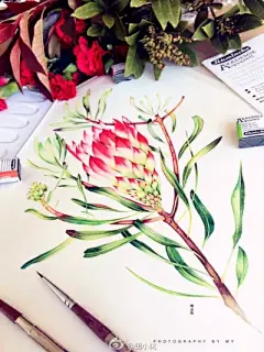 水彩--帝王花 - 高清图片，堆糖，美图壁纸兴趣社区