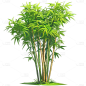 植物通用绿色清新插画竹林元素素材