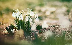 美丽的雪花莲电脑桌面高清壁纸桌面壁纸3