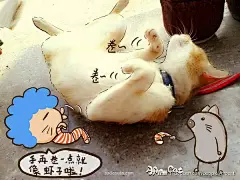 Afro Cat 小包子涂鸦日记 生活 猫 投稿 宠物 可爱 原创摄影 原创插画 原创 