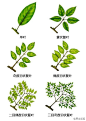 植物形态术语系列_看图_植物吧_百度贴吧
